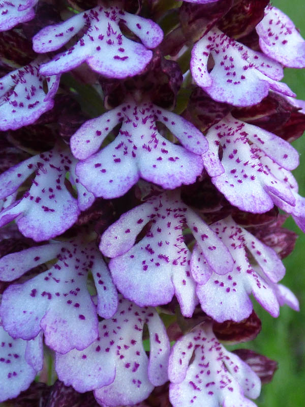 Orchis purpurea